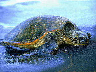 close-up photography of green turtle on water