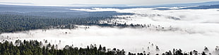 aerial photography of fogged trees, clear creek