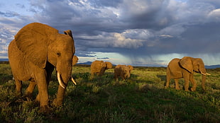 four brown elephants, animals, elephant