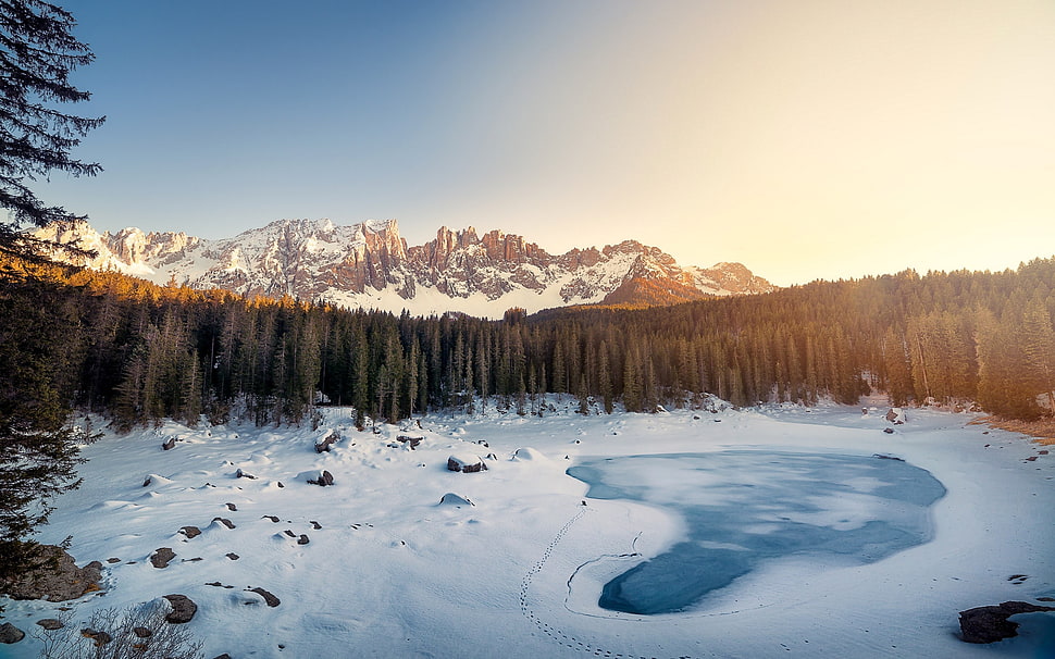 trees during winter season HD wallpaper