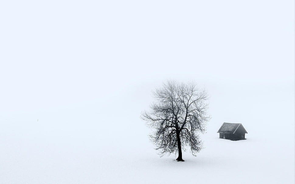 brown bare tree, landscape HD wallpaper