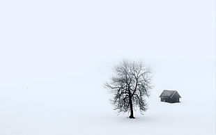 brown bare tree, landscape