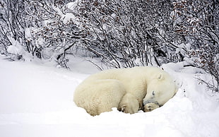 white and brown dog plush toy, animals, sleeping, snow, polar bears