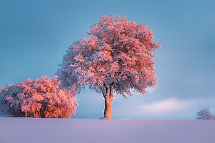 still life photography of pink tree
