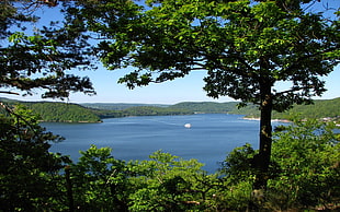 lake near gree trees during daytime