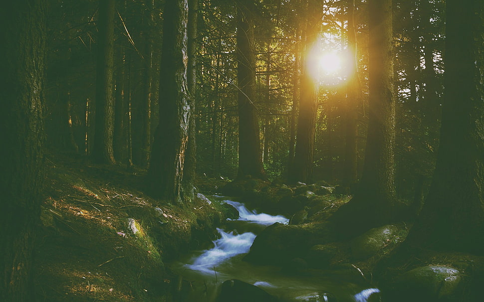 river beside trees during sunrise HD wallpaper