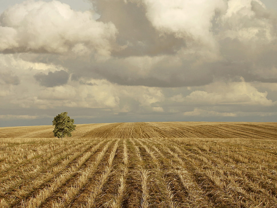 brown wheat field and green tree under white cloudy sky HD wallpaper