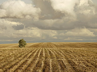 brown wheat field and green tree under white cloudy sky