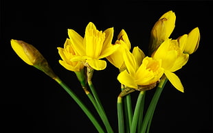 photography of yellow petal flowers with black background