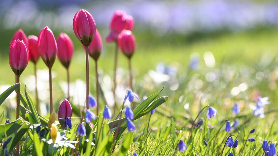 pink Tulip flowers HD wallpaper