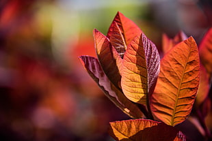 red and orange leaves plant HD wallpaper