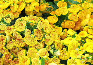 yellow and green flowers