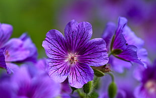 purple 5-petaled flowers during daytime\ HD wallpaper