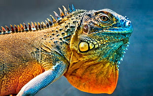 photo orange and blue chameleon