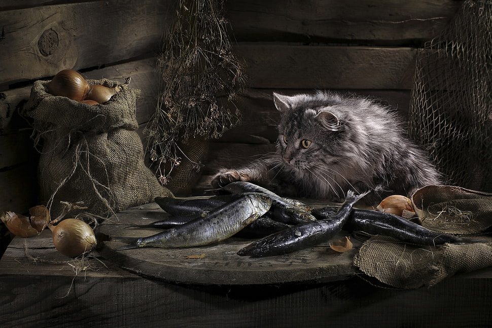 gray Persian cat, animals, cat HD wallpaper