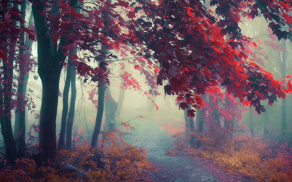 red trees near brown bushed painting HD wallpaper
