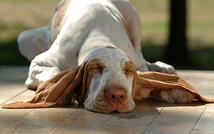 adult white and tan Basset Hound on closeup photography HD wallpaper