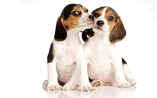 photo of two beagle puppies with white background HD wallpaper