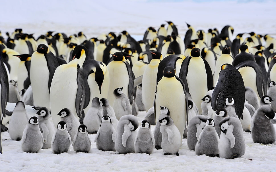 Flock of penguin, animals, penguins, birds, baby animals HD wallpaper ...