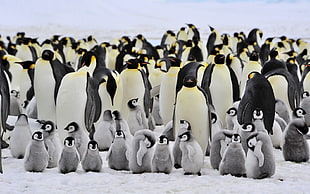 flock of penguin, animals, penguins, birds, baby animals