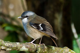 closeup photo of small gray bird perching on tree