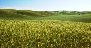 landscape photo of green gras HD wallpaper