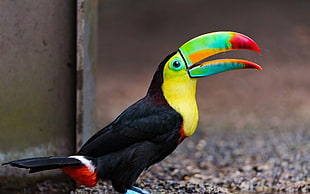 yellow, red, and black toucan, toucans, birds, animals