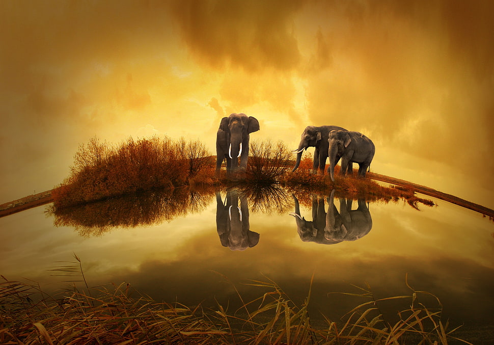 fish eye photography of three black elephants near the body of water HD wallpaper