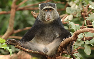 gray and black primate on the tree