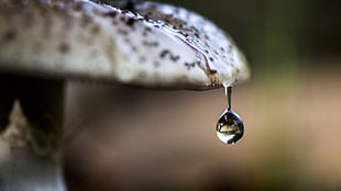 brown mushroom, nature, water drops, macro, depth of field