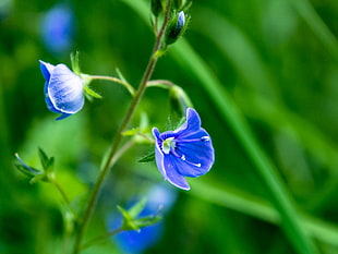 selective focus of blue petaled flower