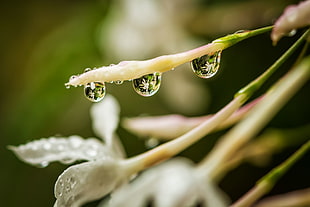 selective focus photography of water dew