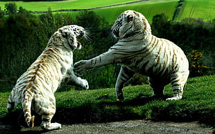 two tigers, tiger, white tigers, animals HD wallpaper