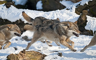 pack of wolves, wolf
