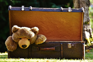 brown bear plush toy in brown brief case on green grass