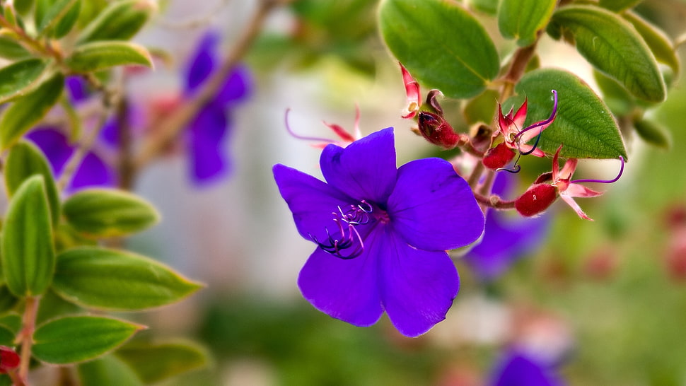 Dwarf Princess flowers closeup photography HD wallpaper