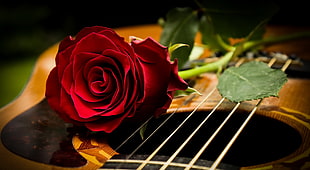 red rose, musical instrument, rose, flowers, guitar HD wallpaper