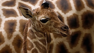 brown and white giraffe head