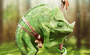 green chameleon, chameleons, reptiles, animals HD wallpaper