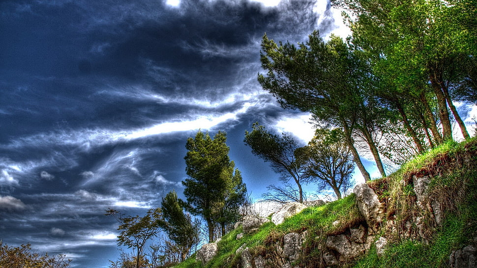 trees under nimbus clouds HD wallpaper
