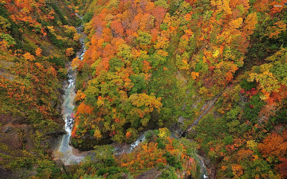 fall, forest HD wallpaper