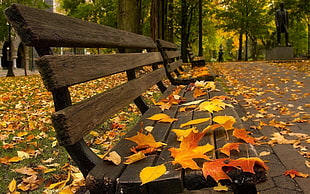 brown wooden bench with falling leaves photo taken during daytime