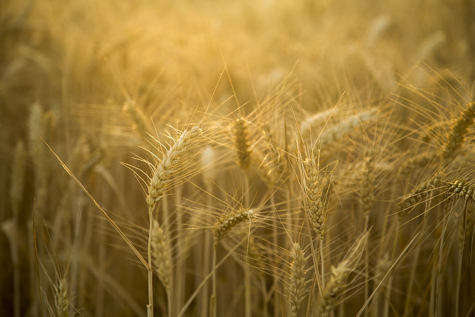 macro photography of wheat HD wallpaper