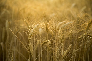 macro photography of wheat