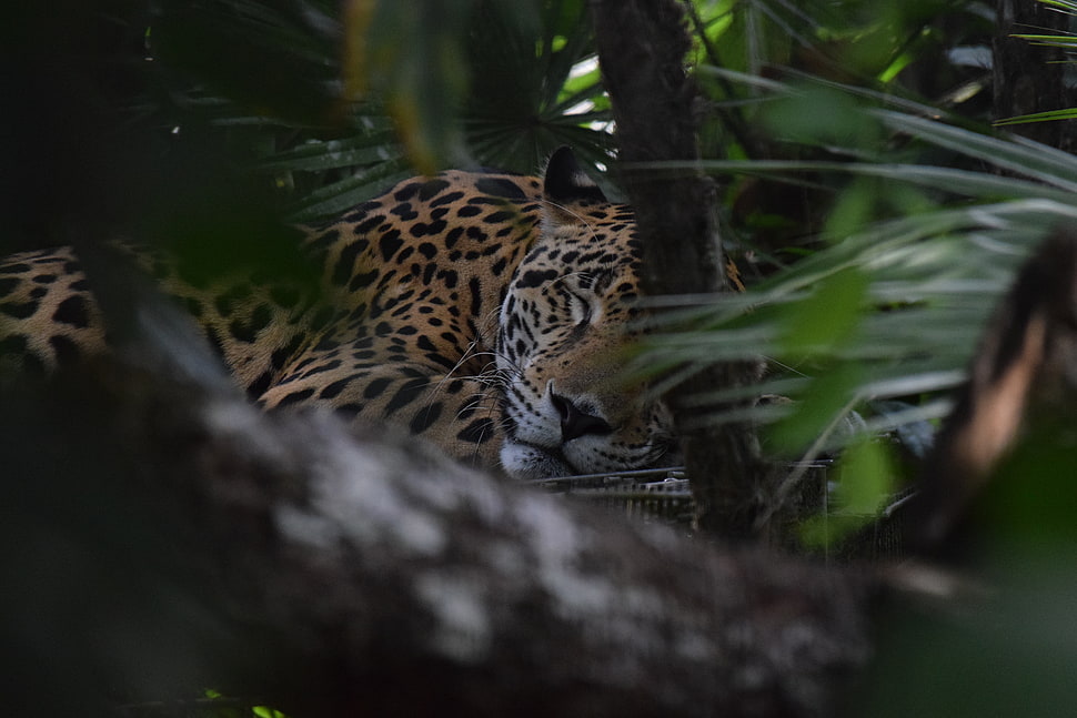 leopard at the woods HD wallpaper