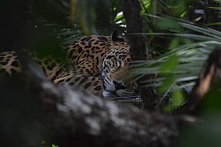 leopard at the woods