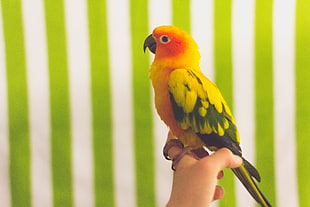 red and yellow parrot HD wallpaper