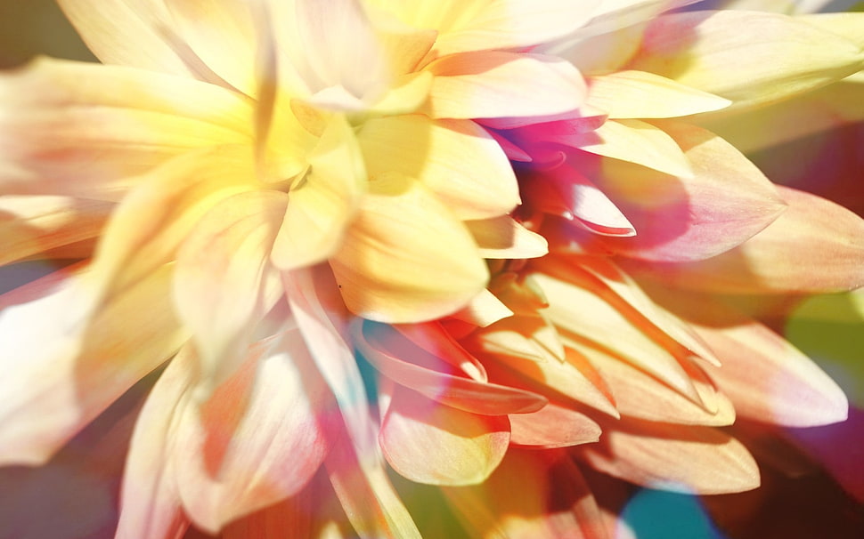 yellow and pink Chrysanthemum flower in bloom close-up photo HD wallpaper