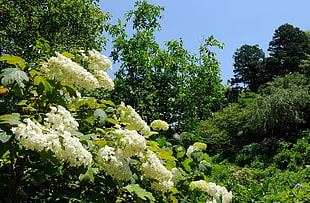 closeup photo of white petaled flowers