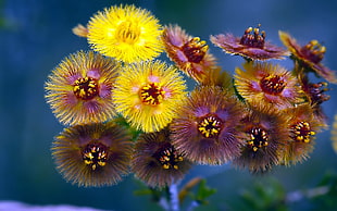yellow and purple flowers